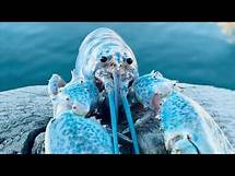 Video thumbnail for BLUE LOBSTER JumbScare with Meme Sound Effect