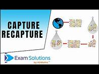 Video thumbnail for Capture Recapture | ExamSolutions