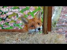 Video thumbnail for The Fight to Protect Urban Foxes | 24 Hours With... | BBC Earth Kids