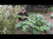 Video thumbnail for Datura: Moonflower, Devils Trumpet, Jimsonweed, Thornapple.