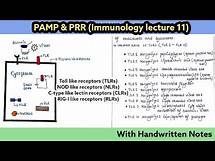 Video thumbnail for PRRs, PAMPs and DAMPs| Types| Mechanisms | Immunology Lecture 11