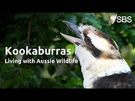 Video thumbnail for Kookaburras | Living with Aussie Wildlife | Learn English