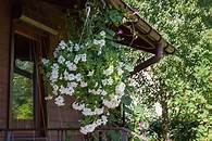 Video thumbnail for How to Plant Moonflower? (Complete Growing & Care Tips)