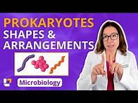 Video thumbnail for Prokaryotes: Shapes & Arrangements - Microbiology for Pre-Med, Nursing & Health Care |​⁠ @leveluprn
