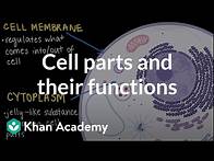 Video thumbnail for Cell parts and their functions | Cells and organisms | Middle school biology | Khan Academy