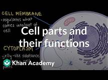 Video thumbnail for Cell parts and their functions | Cells and organisms | Middle school biology | Khan Academy