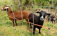Video thumbnail for How to cut your property taxes in N.J.? Start a farm.