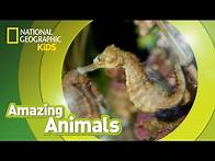 Video thumbnail for Seahorse | Amazing Animals