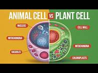 Video thumbnail for Animal Cell vs Plant Cell | Key Differences & Similarities Explained!