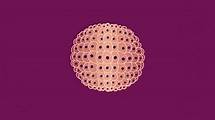 Video thumbnail for Cell division - AQA - GCSE Combined Science - AQA Trilogy - Video - BBC Bitesize