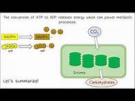 Video thumbnail for Photosynthesis AP Biology