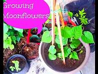 Video thumbnail for Growing Moonflowers