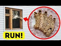 Video thumbnail for 60+ Animal Facts You Didn't Know 2 Minutes Ago