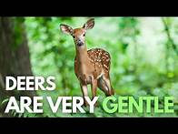 Video thumbnail for Deer Facts Video – Interesting Facts about Deer