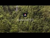 Video thumbnail for Rainforest Layers - Adobe Express Lesson Plan