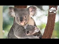 Video thumbnail for It’s Koala weigh day! | Australia Zoo Life