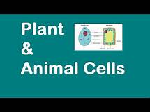 Video thumbnail for Plant and Animal Cells [KS3 SCIENCE]