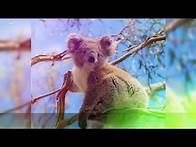 Video thumbnail for Top 10 Most Unique Animals of Australia