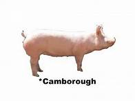 Video thumbnail for Understanding Commercial Pig Farming in Uganda - Part One