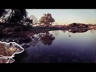 Video thumbnail for Animals of the wetland