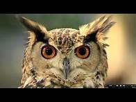 Video thumbnail for Bird Feeding Adaptations: How Beaks are Adapted to What Birds Eat