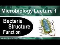 Video thumbnail for Microbiology lecture 1 | Bacteria structure and function