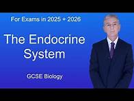 Video thumbnail for GCSE Biology Revision "The Endocrine System"