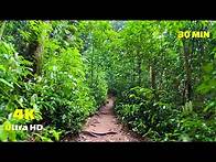 Video thumbnail for Virtual Walk - Rainforest Walking Tour - Mossman 4K - Treadmill Video - Virtual Scenery - Australia