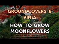 Video thumbnail for How to Grow Moonflowers