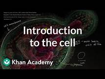 Video thumbnail for Introduction to the cell | Cells | High school biology | Khan Academy