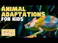 Video thumbnail for ASL Animal Adaptations for Kids