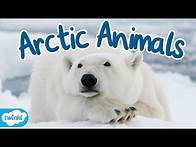 Video thumbnail for What Animals Live in the Arctic? | Where is the Arctic for Kids
