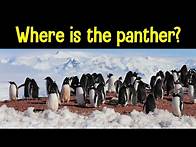 Video thumbnail for Find the Animal Game | Can you find the hidden animals?