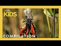 Video thumbnail for AMAZING ANIMALS! | 1 Hour | Nat Geo Kids Compilation | @natgeokids