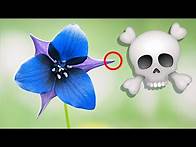 Video thumbnail for Top 10 Most Poisonous Flowers || Dangerous Toxic Flower