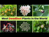 Video thumbnail for You Won’t Believe How Dangerous These 7 Plants Are | #2 Will Shock You!