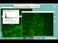Video thumbnail for Comparing intensities in different samples using ImageJ