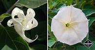 Video thumbnail for How to Grow Moonflowers (Ipomoea Alba) - Gardening Channel