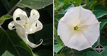 Video thumbnail for How to Grow Moonflowers (Ipomoea Alba) - Gardening Channel