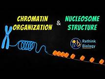 Video thumbnail for Chromatin Organization Animation || Nucleosome Structure