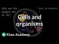 Video thumbnail for Cells and Organisms | Middle school biology | Khan Academy