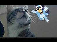 Video thumbnail for BLUEY MASK MAKEOVER THING.