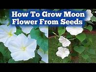 Video thumbnail for How To Grow Moon Flower From Seeds | Grow Moon Flower Plants | Love For Garden