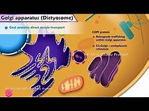 Video thumbnail for Golgi Apparatus Structure and Function (Animation): Cell Physiology