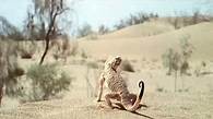 Video thumbnail for How have different animals adapted to their habitats?