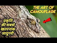 Video thumbnail for Invisible Hunters: How Animals Use Camouflage to Survive। Facts Phylum
