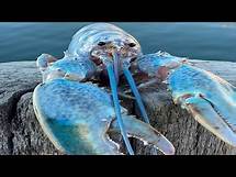 Video thumbnail for Blue Lobster Meme Compilation