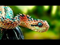 Video thumbnail for Amazing Animals With Unusual Superpowers - Wildlife Documentary HD