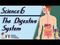 Video thumbnail for Grade 6 - The Digestive System | SCIENCE 6