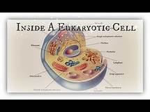 Video thumbnail for Inside a Eukaryotic Cell - Organelles and their Functions